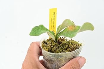 Amazon.co.jp: P.willinckii 'Celso Tatsuta'④ @bikamori.com